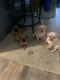 Other Puppies for sale in Pasco, WA 99301, USA. price: $400