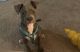 Other Puppies for sale in Bensalem, PA 19020, USA. price: NA