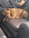 Other Puppies for sale in 800 E Main St, Humble, TX 77338, USA. price: NA