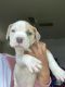 Other Puppies for sale in Columbus, OH, USA. price: $800