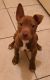 Other Puppies for sale in Southwest Houston, Houston, TX, USA. price: $100