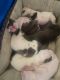Other Puppies for sale in Mascotte, FL, USA. price: $550