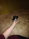 Other Puppies for sale in Black Rock, AR 72415, USA. price: $140