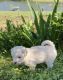 Other Puppies for sale in Booneville, AR 72927, USA. price: $300