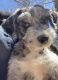 Other Puppies for sale in Pine Grove, CA, USA. price: $1,200