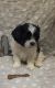 Other Puppies for sale in Dayton, OH 45431, USA. price: $850