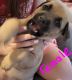 Other Puppies for sale in 13058 Riverside Dr, Constantine, MI 49042, USA. price: NA