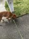 Other Puppies for sale in Deerfield Beach, FL, USA. price: NA