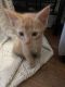 Other Cats for sale in Canyon, TX 79015, USA. price: NA