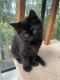 Other Cats for sale in Bellevue, WA, USA. price: $250