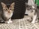 Other Cats for sale in Darlington, PA 16115, USA. price: NA