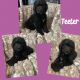 Other Puppies for sale in Westminster, SC 29693, USA. price: $500