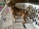 Other Puppies for sale in Las Vegas, NV, USA. price: $200