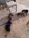 Other Puppies for sale in Lucerne Valley, CA 92356, USA. price: $100