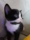 Other Cats for sale in Plumas Lake, CA 95961, USA. price: $125