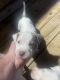 Other Puppies for sale in Odenville, AL 35120, USA. price: NA