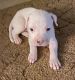 Other Puppies for sale in Ocala, FL, USA. price: $200