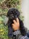 Other Puppies for sale in El Cajon, CA, USA. price: NA