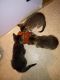 Other Cats for sale in Connersville, IN 47331, USA. price: NA