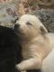 Other Puppies for sale in Chester, VT 05143, USA. price: $600
