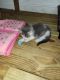 Other Cats for sale in Jacksonville, FL, USA. price: $60