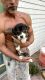 Other Puppies for sale in Keystone Heights, FL 32656, USA. price: NA