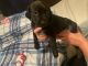 Other Puppies for sale in Lyles, TN 37098, USA. price: NA