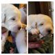 Other Puppies for sale in Bellevue, MI 49021, USA. price: NA