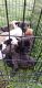 Other Puppies for sale in Sidney, OH 45365, USA. price: NA