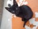 Other Cats for sale in 21571 Oak St, Perris, CA 92570, USA. price: NA
