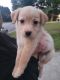 Other Puppies for sale in Buford, GA, USA. price: NA