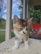Other Cats for sale in Plumas Lake, CA 95961, USA. price: NA