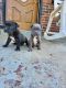 Other Puppies for sale in 4115 Byers St, Capitol Heights, MD 20743, USA. price: NA