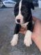 Other Puppies for sale in 300 50th St SE, Washington, DC 20019, USA. price: NA