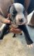 Other Puppies for sale in 300 50th St SE, Washington, DC 20019, USA. price: NA