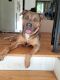 Other Puppies for sale in North Massapequa, NY 11758, USA. price: $600
