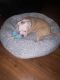Other Puppies for sale in New Orleans, LA, USA. price: NA