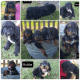 Other Puppies for sale in Texarkana, TX, USA. price: NA