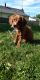 Other Puppies for sale in Sandusky, OH 44870, USA. price: NA