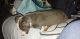 Other Puppies for sale in Española, NM 87532, USA. price: $300