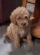Other Puppies for sale in Purdy, MO 65734, USA. price: $1,800