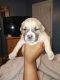Other Puppies for sale in Stonecrest, GA, USA. price: $250