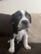 Other Puppies for sale in San Clemente, CA, USA. price: NA