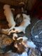 Other Puppies for sale in Hernando, FL, USA. price: $1,500