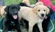Other Puppies for sale in Cumberland Furnace, TN 37051, USA. price: $50
