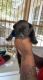 Other Puppies for sale in Waterloo, IA, USA. price: NA