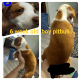 Other Puppies for sale in Tyler, TX, USA. price: NA