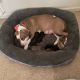 Other Puppies for sale in Birmingham, AL, USA. price: $600