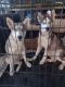 Other Puppies for sale in Phoenix, AZ, USA. price: $20,000