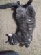 Other Cats for sale in Chuckey, TN 37641, USA. price: NA